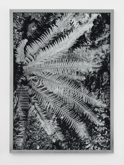 Charlotte Prodger