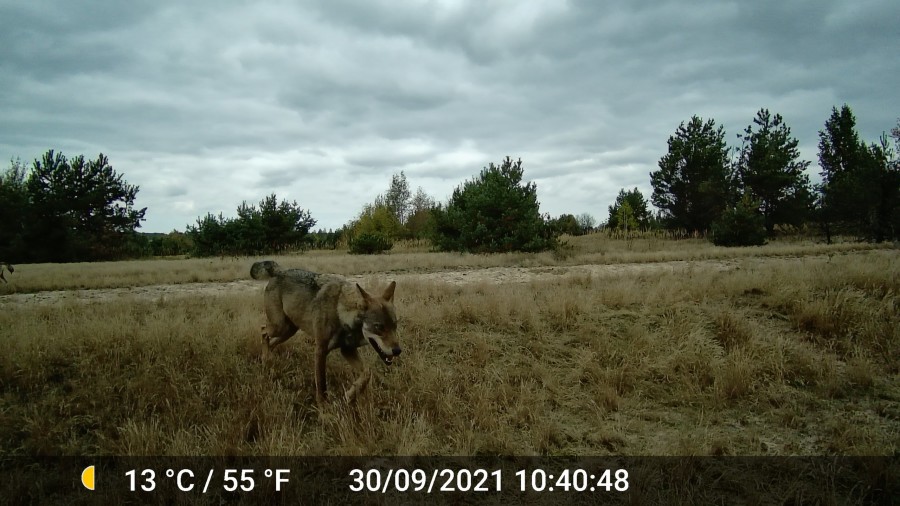 Anna Jermolaewa, Chernobyl Safari, 2014/23, Video still. Courtesy of the artist. © Kunsthaus Bregenz, Anna Jermolaewa, Bildrecht, Wien, 2023