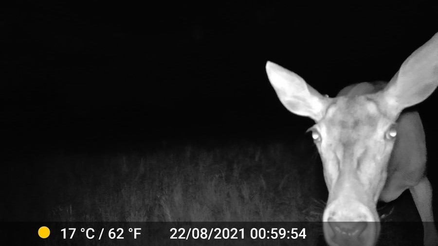 Anna Jermolaewa, Chernobyl Safari, 2014/23, Video still. Courtesy of the artist. © Kunsthaus Bregenz, Anna Jermolaewa, Bildrecht, Wien, 2023