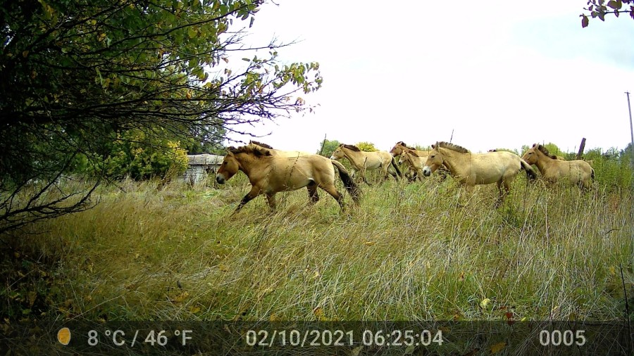 Anna Jermolaewa, Chernobyl Safari, 2014/23, Video still. Courtesy of the artist. © Kunsthaus Bregenz, Anna Jermolaewa, Bildrecht, Wien, 2023