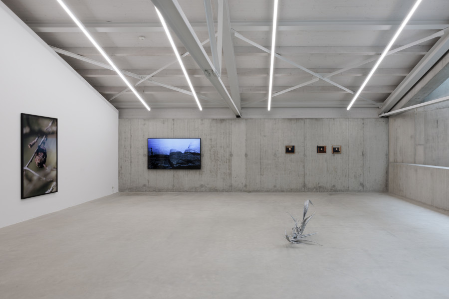 Brigham Baker, Apple (Nr. 14), 2021. Courtesy the artist and Kunstmuseum Thun, Thun. Judith Albert, Mare mosso, 2015; Brigham Baker, Apostrophe (05/03/02), 2024. Courtesy the artist and annex14, Zürich; Ursula Palla, Distelblatt, 2022. Courtesy the artist. Ausstellungsansicht / Installation view Kunsthaus Baselland 2024. Foto / Photo: Gina Folly