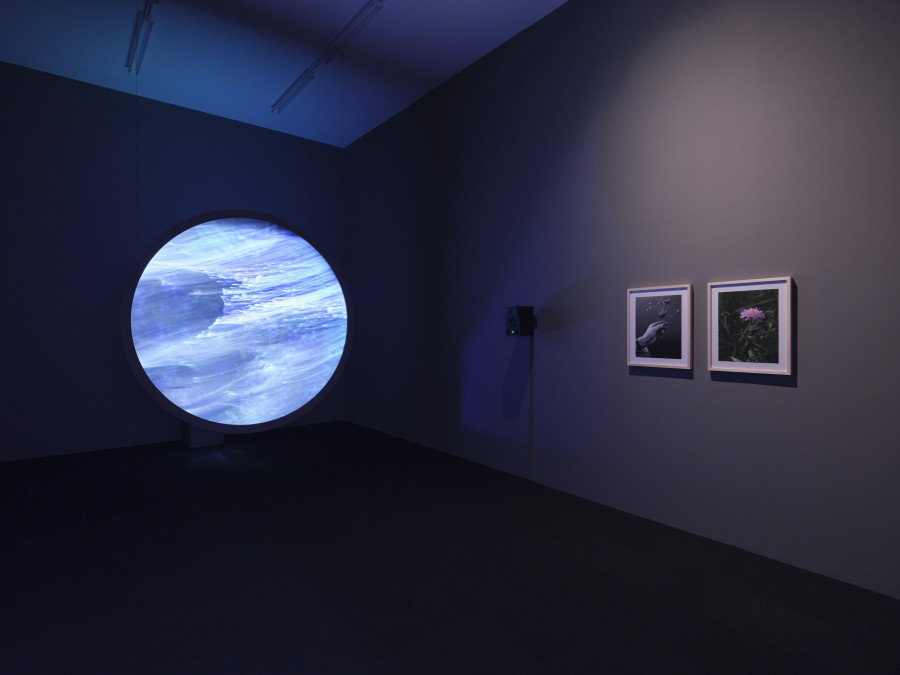 Installationsansicht Kosmos Emma Kunz. Eine Visionärin im Dialog mit zeitgenössischer Kunst 2.3. – 24.5.2021, Aargauer Kunsthaus, Aarau. Sirah Foighel Brutmann & Eitan Efrat. Meeting a Flower Halfway, 2021 HD-Video, Loop, Ton, 14'20"; runder Projektionsrahmen, ø 200 cm; zwei C-Prints, je 48 × 37 cm Courtesy of the artists. Foto: Conradin Frei, Zürich
