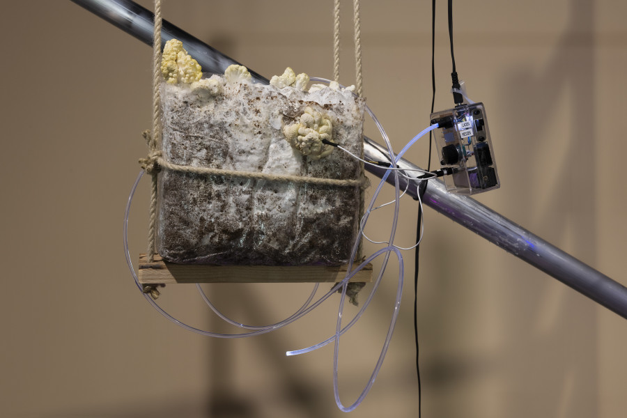 Susanne Hartmann, Experiments III, 2025, «Other Intelligences», 2025, HEK, photo: Franz Wamhof