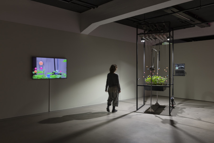 Špela Petrič, PL’AI, 2020, «Other Intelligences», 2025, HEK, photo: Franz Wamhof
