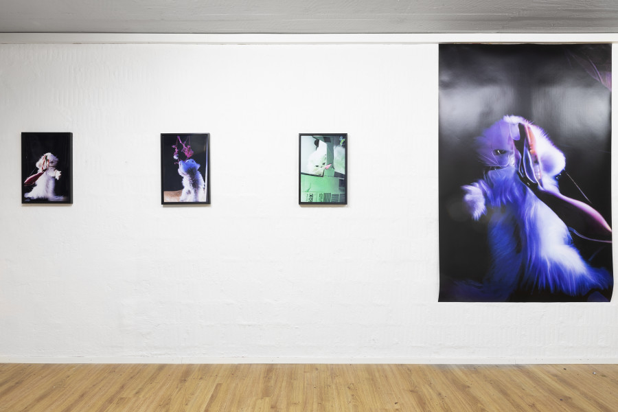 Installation view, Rob Kulisek, Nine Lives of Hermann Nitsch, Plymouth rock, 2023-2024.