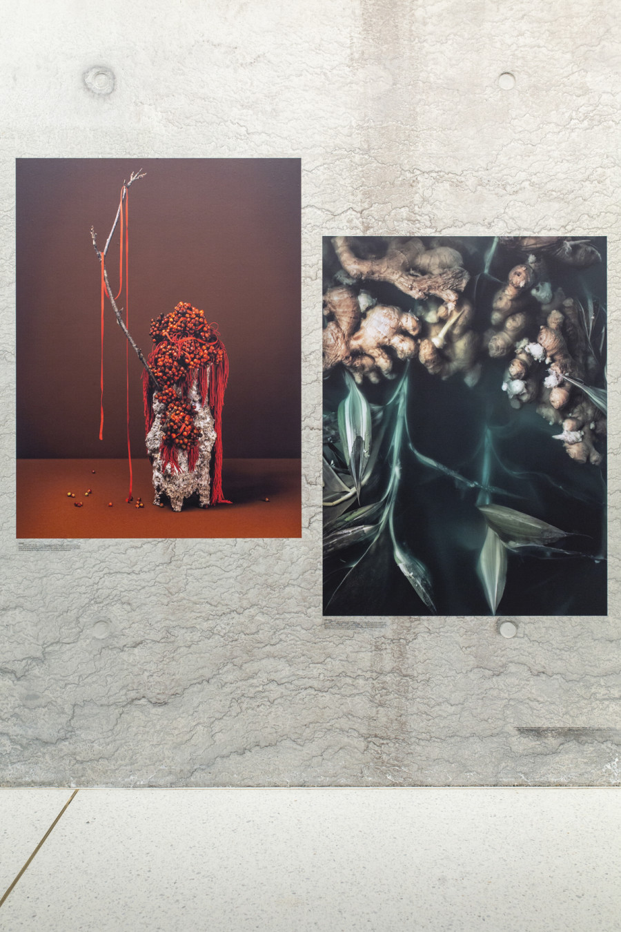 Installation view, Ann Shelton, I am an old phenomenon, Centre de la photographie Genève, 2025. Photo credit: Aline Bovard Rudaz