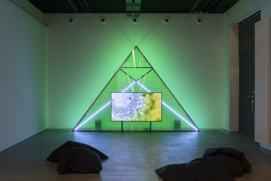 Patricia Domínguez, Matrix vegetal, 2021–2022, «Other Intelligences», 2025, HEK, photo: Franz Wamhof