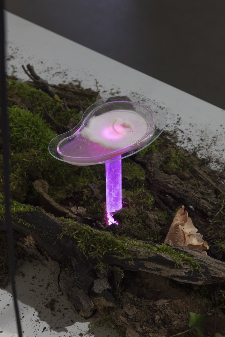Susanne Hartmann, Experiments III, 2025, «Other Intelligences», 2025, HEK, photo: Franz Wamhof
