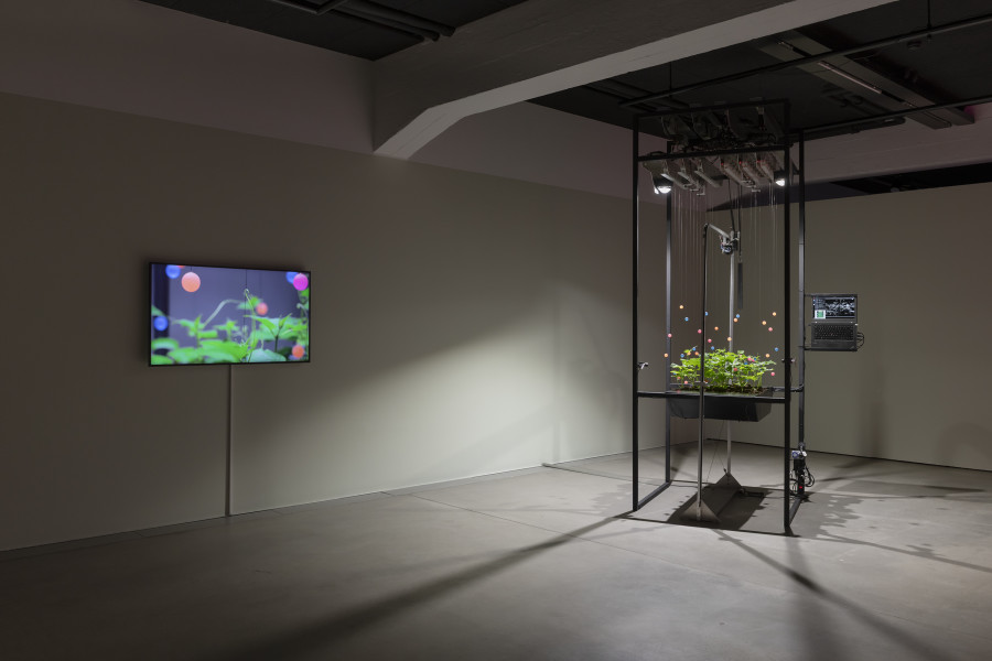Špela Petrič, PL’AI, 2020, «Other Intelligences», 2025, HEK, photo: Franz Wamhof