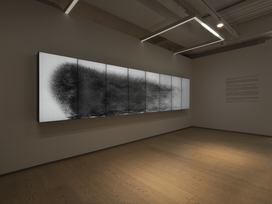 Installation view, teamLab, Existence in an Infinite Continuity, Pace Gallery, 2022. Photo credit: Julien Gremaud