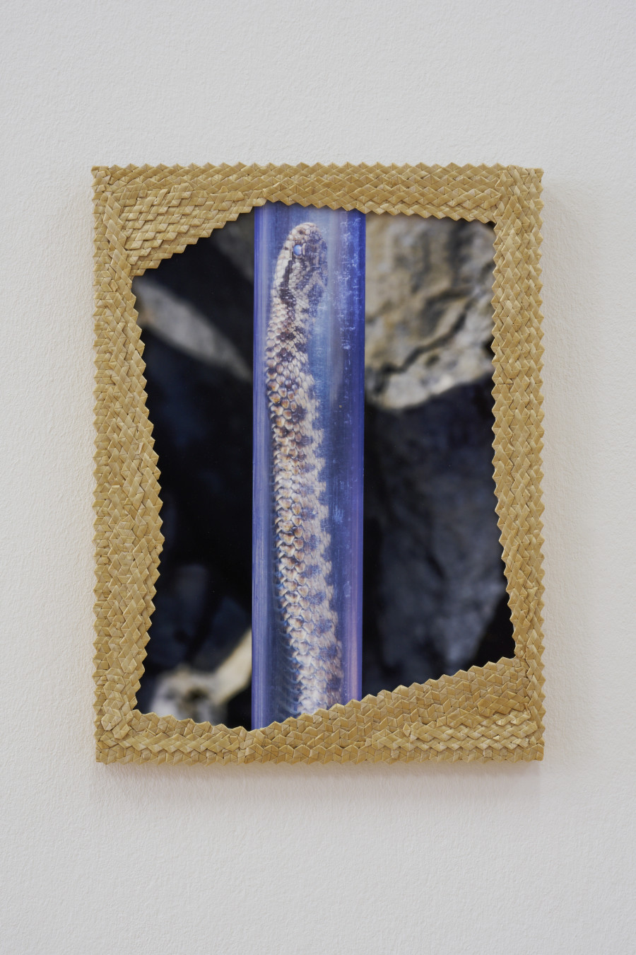Laurence Kubski, Vipère péliade sur le point de muer, pesée, mesurée et munie d’une puce avant d’être relâchée dans son pierrier, 2024. Photo: Guillaume Python. Courtesy of the artist and Kunsthalle Friart Fribourg