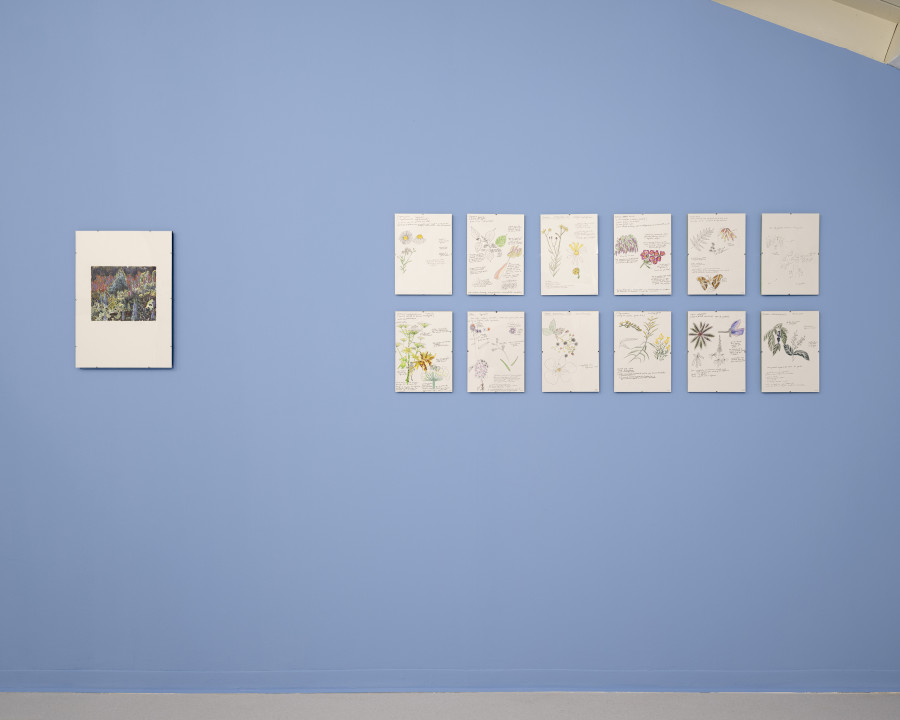 Jessica Decorvet, Paysage impossible, Exhibition view, 2026, Ferme de la Chapelle. © Photo by Dylan Perrenoud. La metamorphose se prepare, 2025, coloured pencils and oil pastels on paper. Elles prennent la place qu’on leur donne, 2025, pencil on paper.