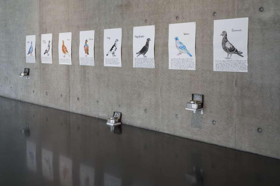 Anna Jermolaewa, Famous Pigeons, 2021, Installation view ground floor Kunsthaus Bregenz, 2023. Photo: Markus Tretter. Courtesy of the artist. © Kunsthaus Bregenz, Anna Jermolaewa, Bildrecht, Wien, 2023